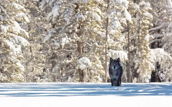A lone wolf standing in a snow field in front of pine trees